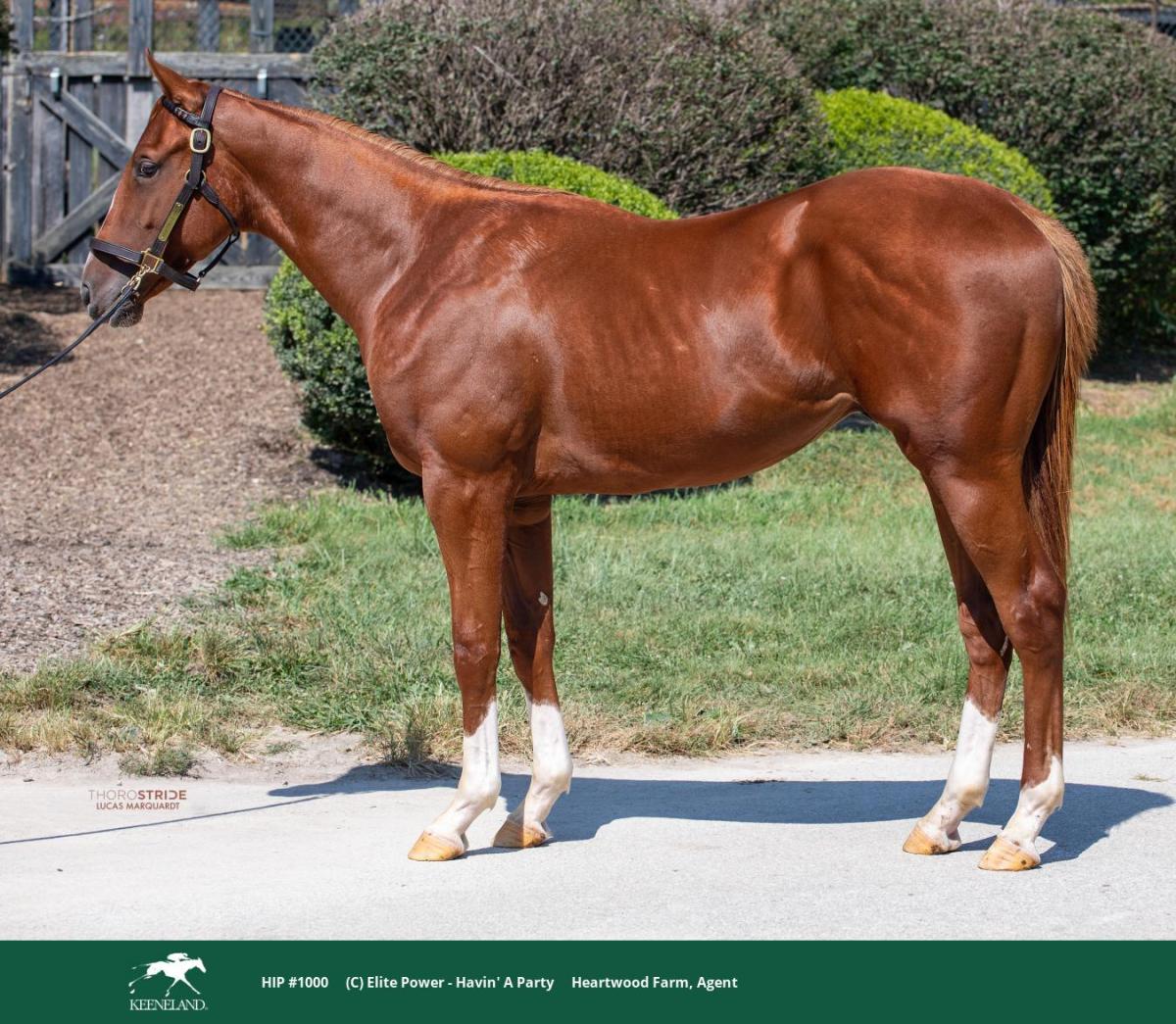 Elite Power–Havin’ a Party colt, Keeneland hip 1000