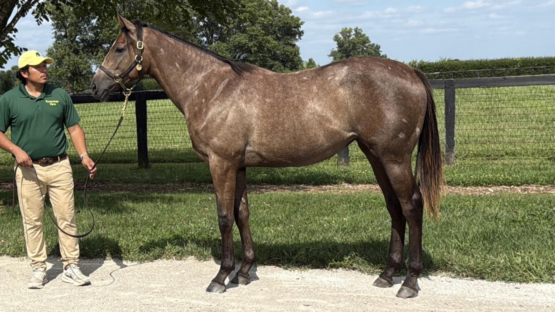 Justify–Macadamia (FR) filly pictured before her sale